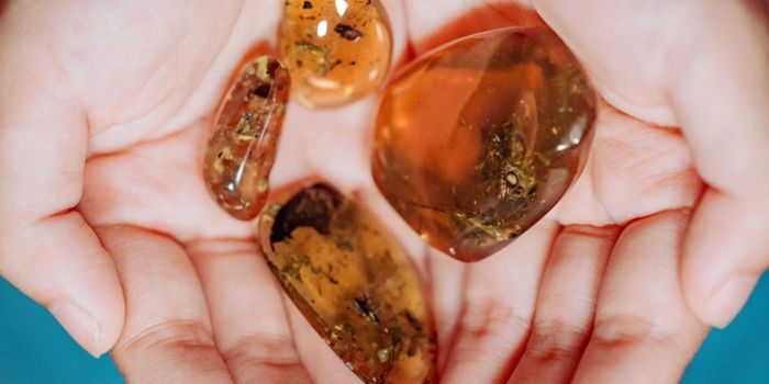 Meet these 99-million-year-old tiny frogs