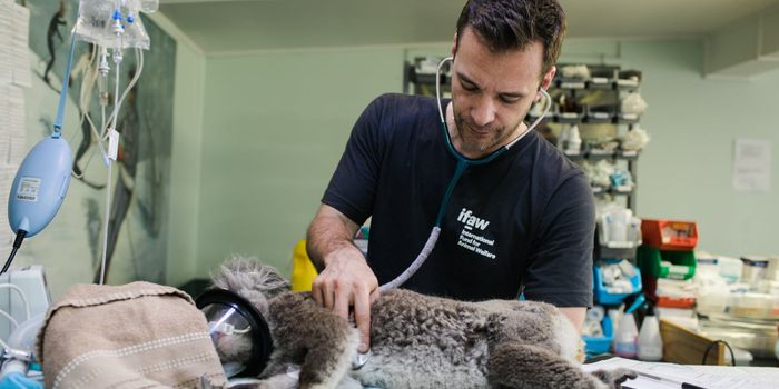 Wildfires put 4,400 species at risk worldwide