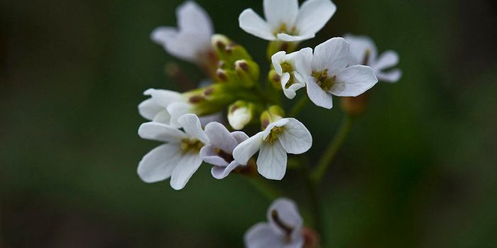 Duplication Events in the Genome Drive Evolution