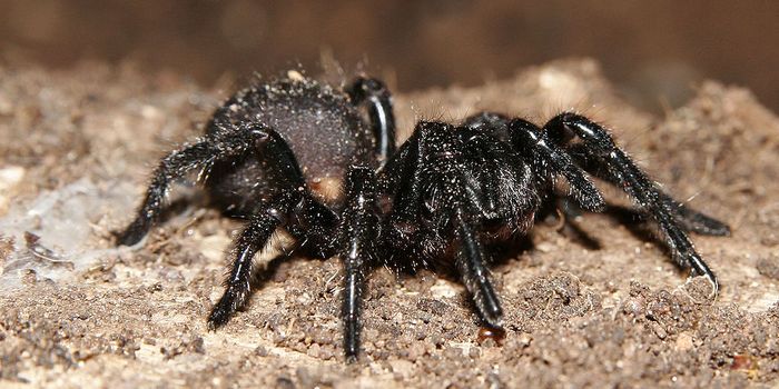 Deadly Spider Venom Inspires New Treatment for Strokes