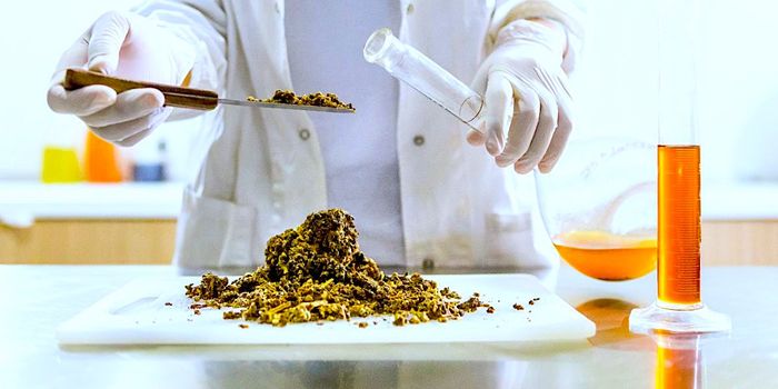 Researchers Trial Cannabis to Treat COVID-19