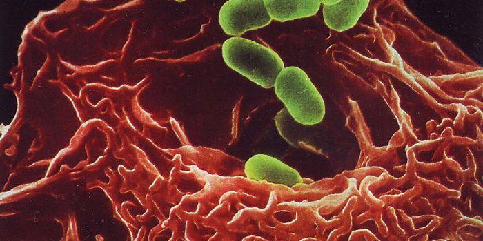 Newly Discovered Macrophages Repair Damaged Blood Vessels