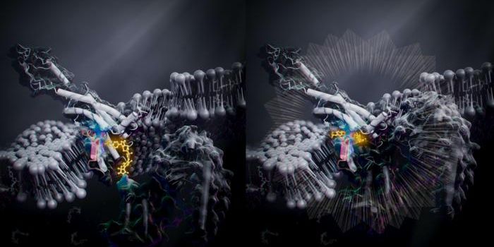 A New Way to Activate GPCRs is Discovered