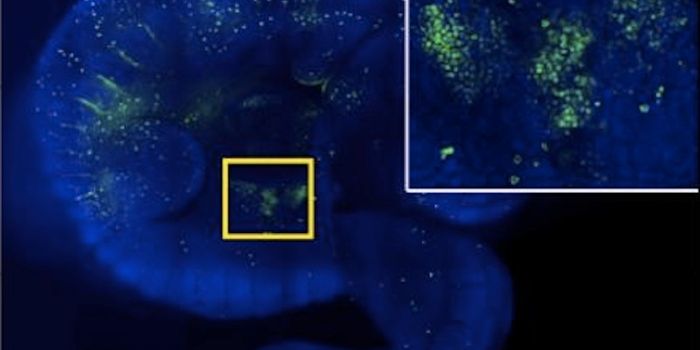 Researchers add to the Potential of Stem Cells