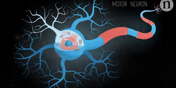 One Gene Can Accelerate or Slow ALS Progression