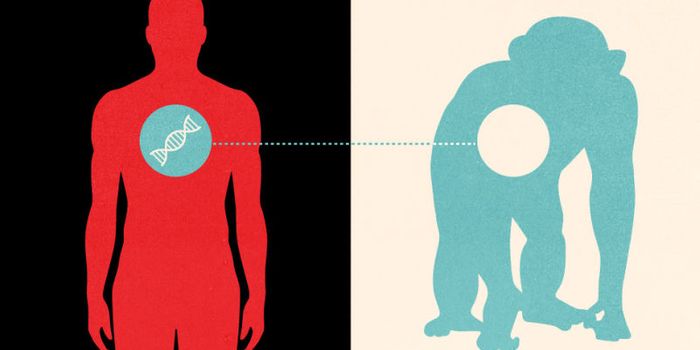 Immunosuppression Improves Cross-Species Heart Transplant Survival