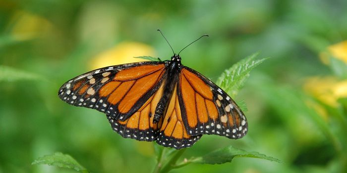 A climate change-enhanced storm doomed Mexico's monarchs