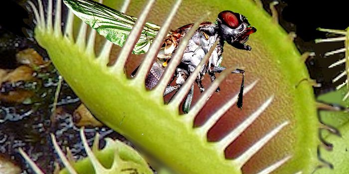 Venus Flytraps: Do Those 'Teeth' Make a Difference in Prey Capture Success?