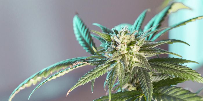 The Latest Research on Cannabis Social Equity Programs