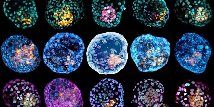 A Model of Early Human Development is Created