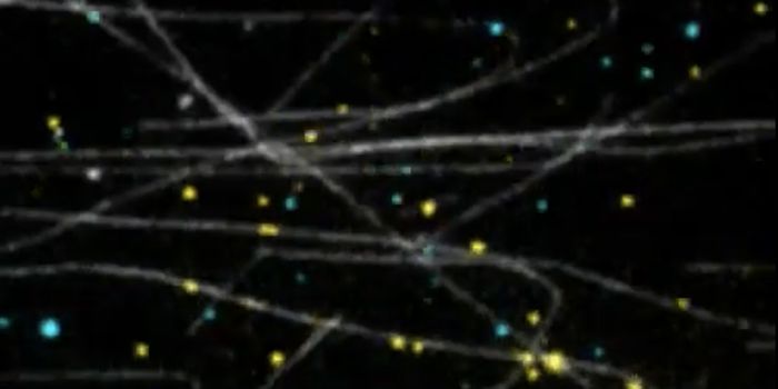Insight Into Neuronal Growth and Memory Formation