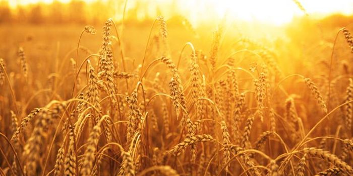 Israeli Researchers Map the Full Wheat Genome
