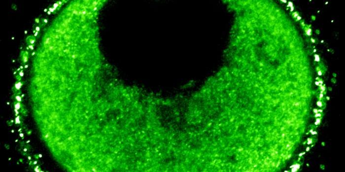 A New Type of System for Delivering Cargo Into Cells