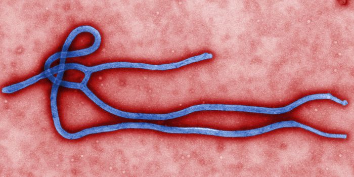 New TSRI Study Suggests Ebola Can Adapt to Better Target Human Cells