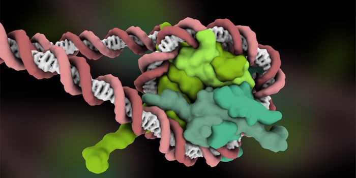 DNA, Chromatin, and Squeezing Into the Nucleus