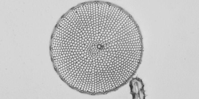 When Food is Scarce, Ocean Microbes Cooperate to Gather More