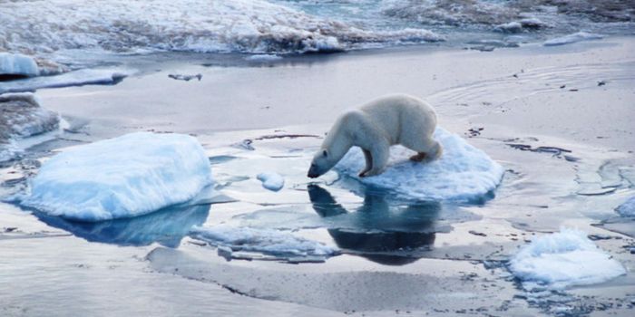 Habitat Loss for Arctic Polar Bears Isn't Getting Any Better