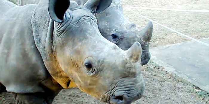 Why Are These Baby White Rhinos Making That Noise?