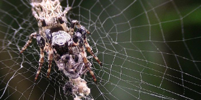 Are Spiders Really Omnivores? 