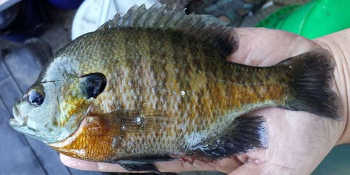 Social Fish At a Higher Risk of Being Caught by Anglers, Study Finds