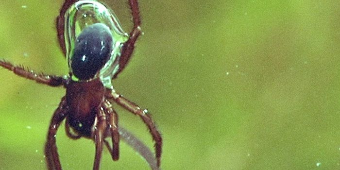 A Spider with Its Own Scuba Tank