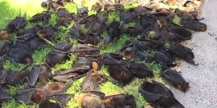 Australian Heat Wave Leaves Hundreds of Flying Foxes Baked to Their Death
