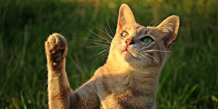 New Study Aims to Understand Limb Preference in Cats