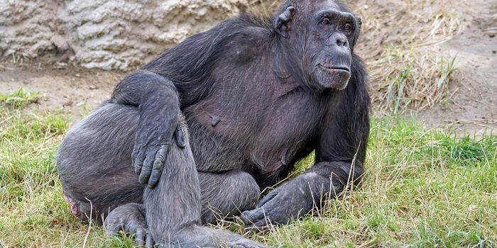 Is It the Junk [DNA] That Makes Our Brains Human?