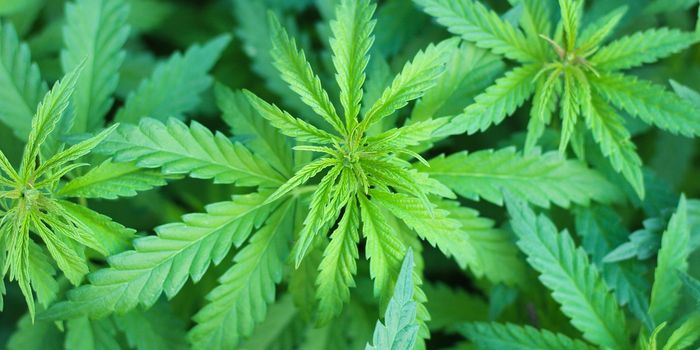 Marijuana Use Linked to Lower Obesity Populace: New Study Findings