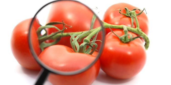 Recurring Salmonella Outbreaks Linked to Tomatoes Suggests Environmental Reservoir on Virginia Eastern Shore