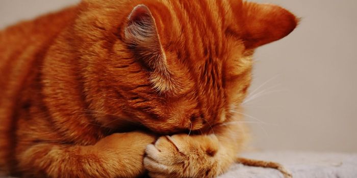 Promising New Treatment for Cat Litter Parasite T. Gondii