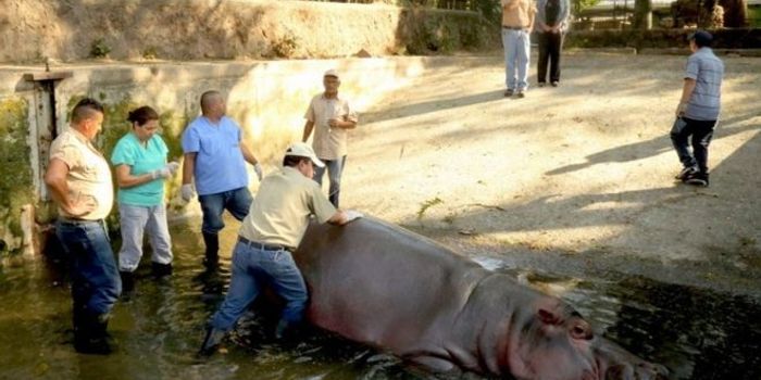 Inadequate Care, Not a Brutal Attack, Killed Gustavito the Hippo