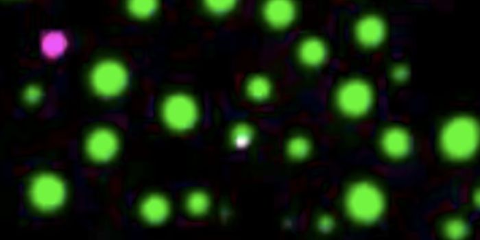 Finding may Reveal a Fundamental Cellular Behavior