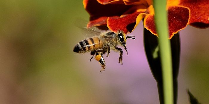 Smarter Bees Aren't as Good at Foraging, Study Shows
