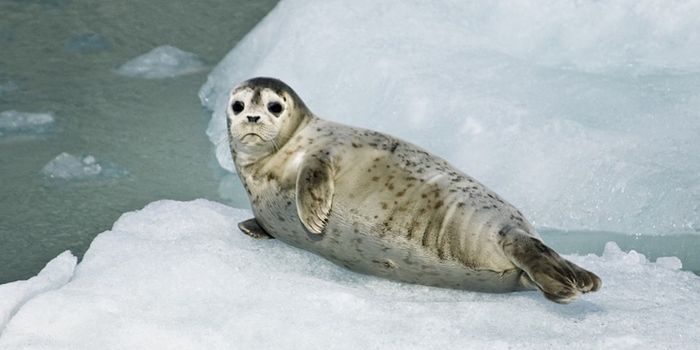 As Arctic Sea Ice Declines, a Deadly Virus Spreads Among Marine Mammals