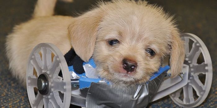 3D Printing Gives a Two Legged Puppy the Ability to Walk Again