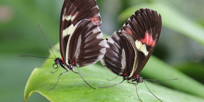 Love at First Sight: Gene helps butterflies select a mate