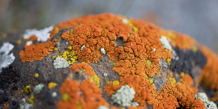 A Fungus Among Cancers