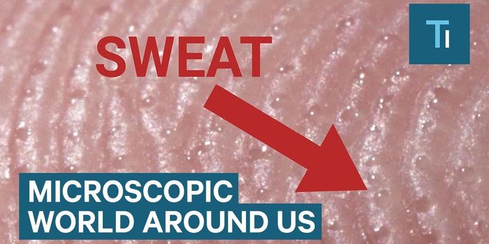 The Microscopic World is Pretty Amazing