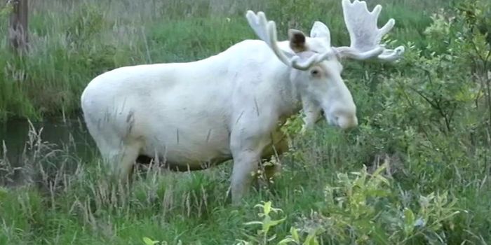 Rare All-White Moose Spotted in Sweden