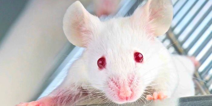 Scientists Say 3D Printing Can Create Stem Cells