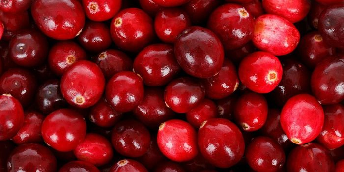Daily Cranberry Consumption Boosts Cognitive Function, Reduces Cholesterol