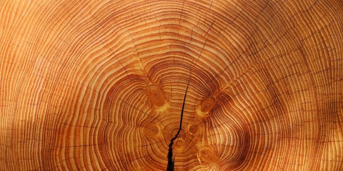 Evidence of Supernovae Found in Ancient Tree Rings