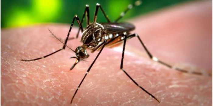 Pesky Mosquitos Spread Dengue Fever