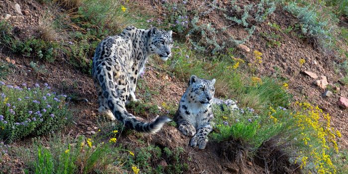 From trophy hunting to wildlife sanctuary: Kyrgyzstan's snow leopard conservation