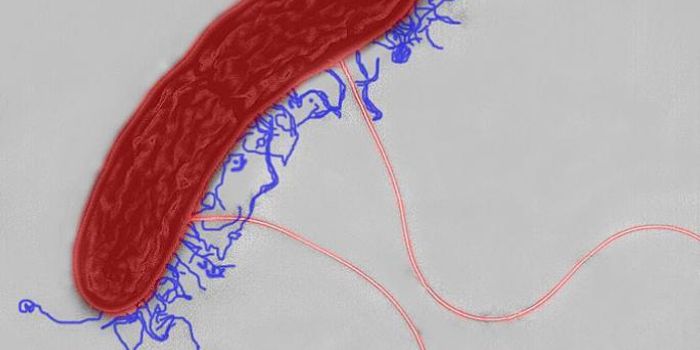 Electrons Keep Long Distance Relationships Alive