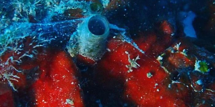 Newly Discovered Worm Snail Shoots Webs Like Spiderman
