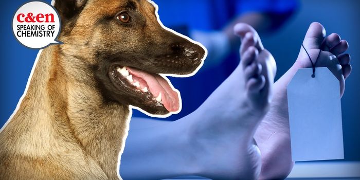 The Chemistry Behind the Smell of Dead Bodies
