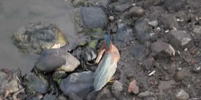 Casting his bread upon the water