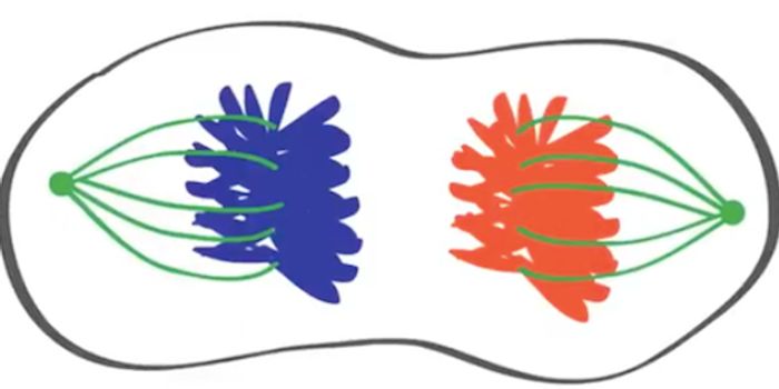 New Role for Protein Complex Provides Insight Into Cancer Development